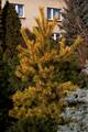 Pinus sylvestris Aurea Nizbet IMG_8462 Sosna pospolita